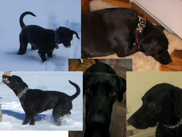 Was für eine Gemeinheit: Labrador-Mischling Lotta wurde am Dienstag geklaut.