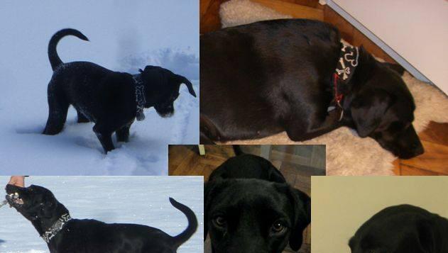Was für eine Gemeinheit: Labrador-Mischling Lotta wurde am Dienstag geklaut. Was für eine Gemeinheit: Labrador-Mischling Lotta wurde am Dienstag geklaut.