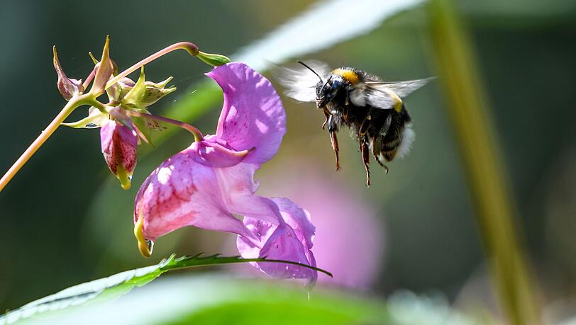Eine Hummel fliegt auf die Blüte eines Drüsigen Springkrauts (Impatiens glandulifera) zu.