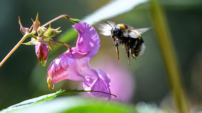Eine Hummel fliegt auf die Blüte eines Drüsigen Springkrauts (Impatiens glandulifera) zu.