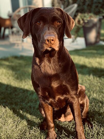Josie