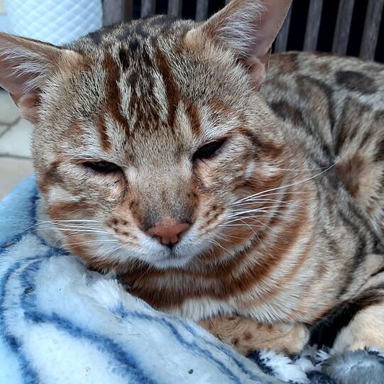 Mucki