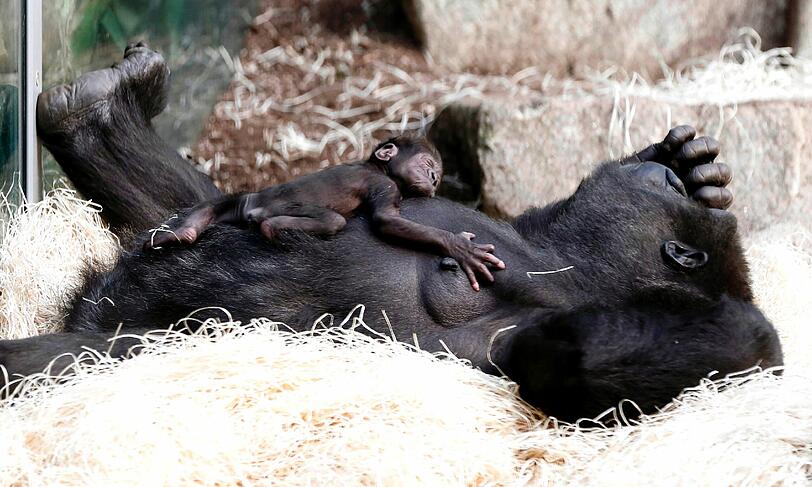 Erst mal ein Nickerchen &ndash; Der kleine Gorilla und seine erschöpfte Mutter