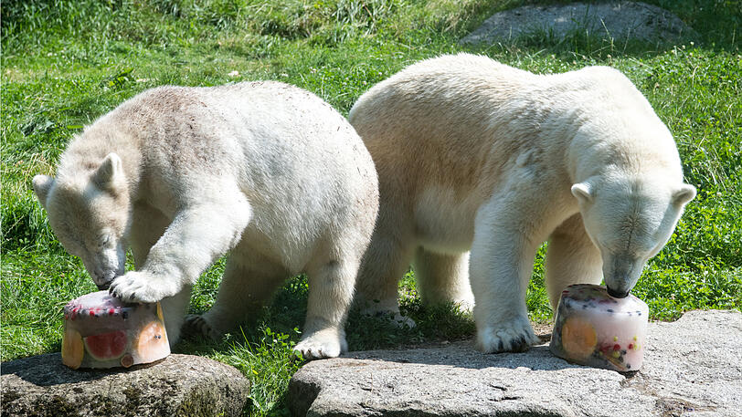Die Eisbären-Damen Giovanna und Quintana bekommen eine Eisbombe mit verschiedenen Obstsorten.