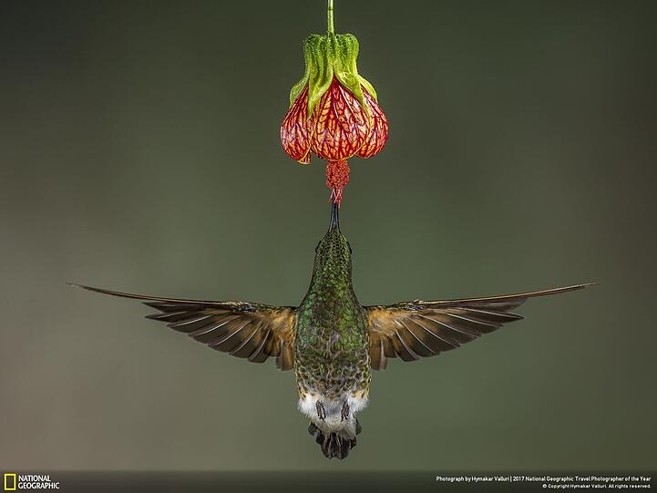 Der Liebling der Leser in der Kategorie "Natur": Ein Fahlschwanzkolibri saugt Nektar aus einer Blume in Ecuador.