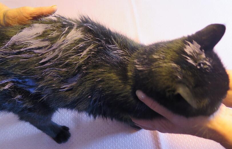 Weil sie die Katze mit lila Farbe angemalt haben sollen, müssen drei Jugendliche im Landkreis Hof mit einer Anzeige rechnen.