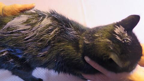 Weil sie die Katze mit lila Farbe angemalt haben sollen, müssen drei Jugendliche im Landkreis Hof mit einer Anzeige rechnen.