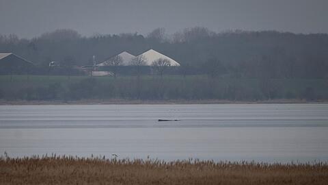 Greenpeace hofft, dass sich der Wal selbst befreien kann.