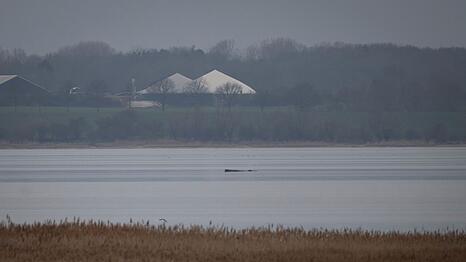 Greenpeace hofft, dass sich der Wal selbst befreien kann.