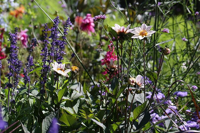 Am Weißenburger Platz - fast eine kleine Wildblumenwiese.