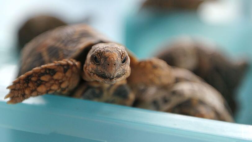 Indische Sternschildkr&ouml;ten sind in Asien wegen ihrer auff&auml;lligen Panzerzeichnung sehr beliebt. (Archivbild)