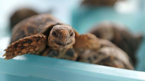 Indische Sternschildkr&ouml;ten sind in Asien wegen ihrer auff&auml;lligen Panzerzeichnung sehr beliebt. (Archivbild)