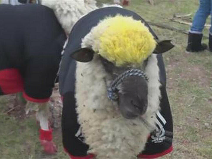 Einer der Spieler des Schaf-Länderspiels von Brasilien gegen Kolumbien