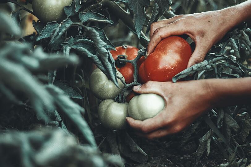 Sonnengereifte Tomaten werden oft mit Italien assoziiert. Doch urspr&uuml;nglich stammt das Fruchtgem&uuml;se aus einem anderen Land. Schon 200 Jahre vor Christus war die Pflanze in Mittel- und S&uuml;damerika beheimatet. Wobei die Wildformen der Tomate vor allem von Nordchile bis Venezuela vorkamen. Erst Anfang des 16. Jahrhunderts wurde sie von spanischen Eroberern nach Europa gebracht.