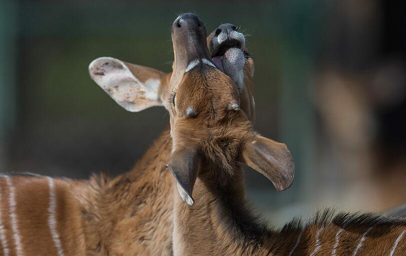 So balzt der Hellabrunn-Bewohner: Am Valentinstag bietet der Tierpark spezielle Führungen zum Liebesleben der Tiere an.