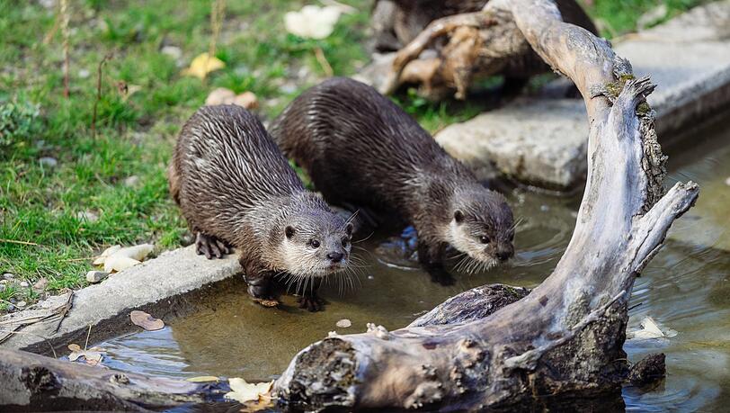 Sie lieben Wasser: Zwei Zwergotter tummeln sich auf der Au&szlig;enanlage im Tierpark.