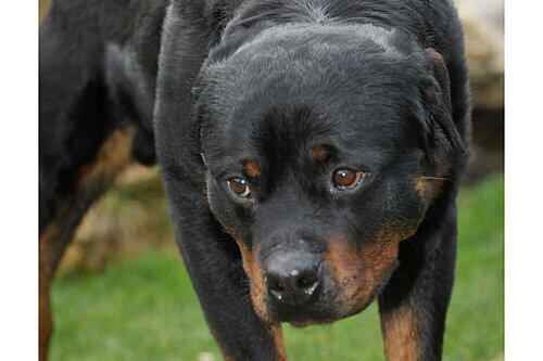 Trotz treuherzigen Blicks unberechenbar: Rottweiler-Rüde &bdquo;Boss&ldquo; sollte im Tierheim an sein neues Herrchen übergeben werden, als er plötzlich ausrastete.