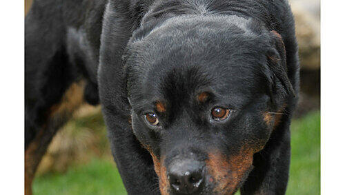 Trotz treuherzigen Blicks unberechenbar: Rottweiler-Rüde „Boss“ sollte im Tierheim an sein neues Herrchen übergeben werden, als er plötzlich ausrastete. Trotz treuherzigen Blicks unberechenbar: Rottweiler-Rüde „Boss“ sollte im Tierheim an sein neues Herrchen übergeben werden, als er plötzlich ausrastete.