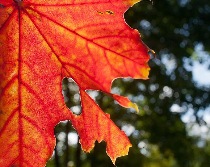 Rote Blätter, es wird Herbst. Zeit, im Garten aufzuräumen.