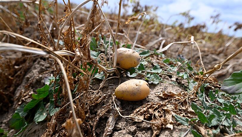 Ernte in Deutschland: Landwirte erwarten dickes Minus wegen extremer Trockenheit. (Archivbild) Ernte in Deutschland: Landwirte erwarten dickes Minus wegen extremer Trockenheit. (Archivbild)