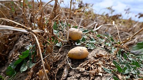 Ernte in Deutschland: Landwirte erwarten dickes Minus wegen extremer Trockenheit. (Archivbild)