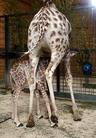 Familienzuwachs bei den Giraffen im Tierpark Hellabrunn: Mitte März brachte Mama Kabonga einen gesunden kleinen Giraffenbullen zur Welt. Einen Namen hat der Bub zwar noch nicht - aber ist jetzt schon ein kleiner Star.