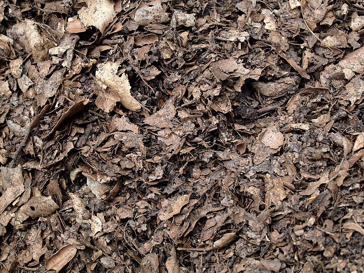 Laub kann mehr sein als eine lästige Last: In Beeten wirkt es wie eine natürliche Decke, die empfindliche Pflanzenwurzeln vor Frost schützt, Feuchtigkeit speichert und die Bodenqualität verbessert. Besonders geeignet sind die Blätter von Obstbäumen, Ahorn oder Linde zum Mulchen. Auf dem Rasen dagegen erstickt Laub die Gräser - der Griff zum Rechen bleibt Ihnen daher nicht erspart. Laub kann mehr sein als eine lästige Last: In Beeten wirkt es wie eine natürliche Decke, die empfindliche Pflanzenwurzeln vor Frost schützt, Feuchtigkeit speichert und die Bodenqualität verbessert. Besonders geeignet sind die Blätter von Obstbäumen, Ahorn oder Linde zum Mulchen. Auf dem Rasen dagegen erstickt Laub die Gräser - der Griff zum Rechen bleibt Ihnen daher nicht erspart.