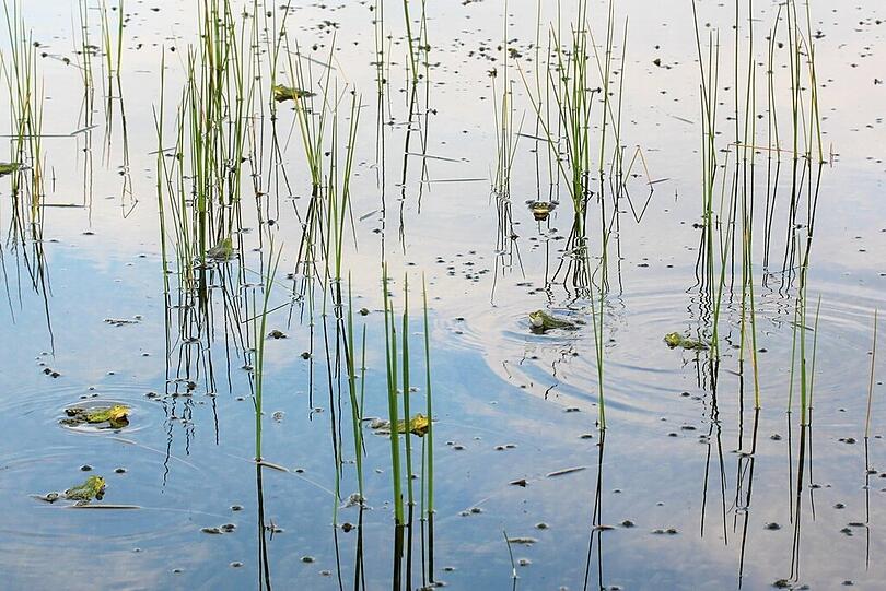 Natur pur: das Allacher Biotop.