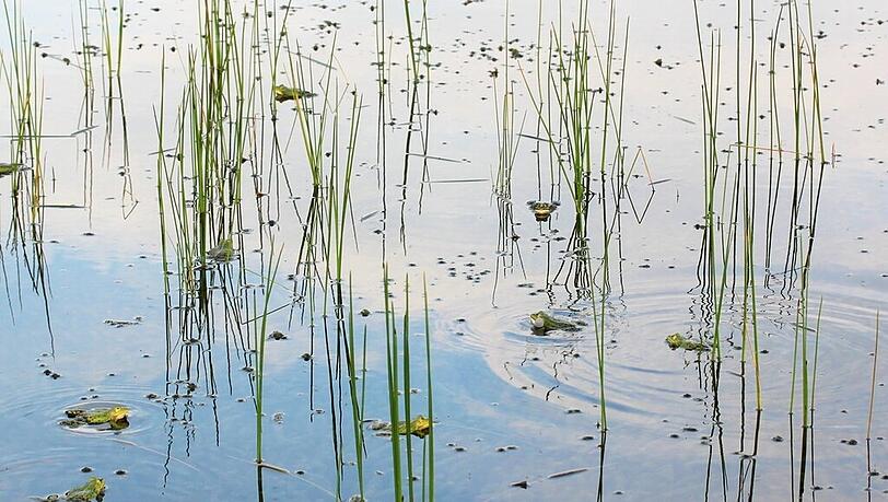 Natur pur: das Allacher Biotop.