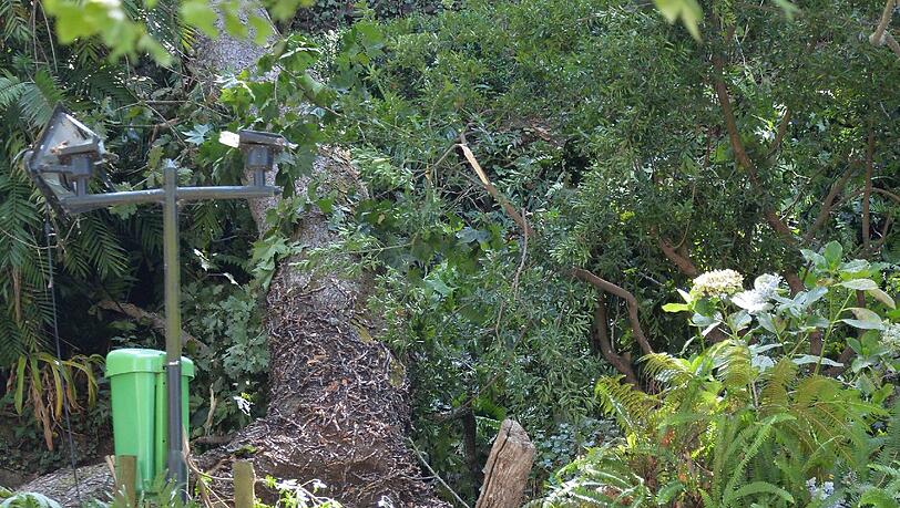Bei einer religiösen Prozession auf der Urlaubsinsel Madeira hat ein umstürzender Baum mehrere Menschen in den Tod gerissen.