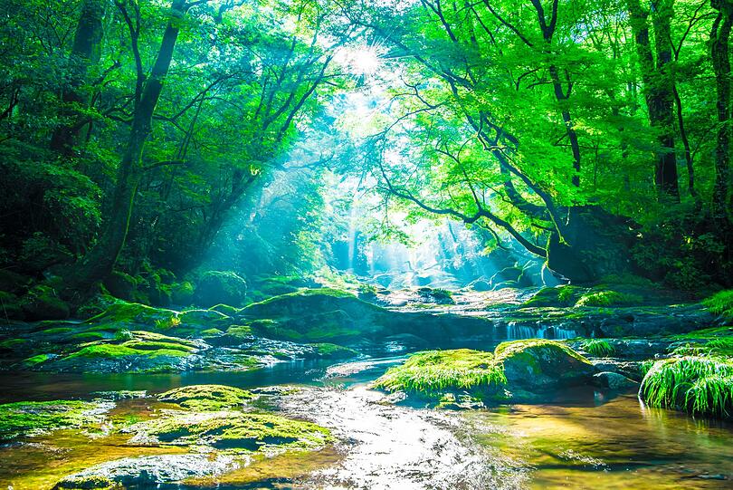 "Waldbaden" ist das deutsche Wort für "Shinrin-yoku". Der Begriff wurde in den 80-ern im Auftrag des japanischen Landwirtschaftsministeriums entwickelt und steht für das Eintauchen in die ganz spezifische Umgebung des Waldes. Seit der Zeit wird deren heilsame Wirkung auf den Menschen dort verstärkt wissenschaftlich erforscht. Mittlerweile wird dazu auch international vermehrt geforscht. "Waldbaden" ist das deutsche Wort für "Shinrin-yoku". Der Begriff wurde in den 80-ern im Auftrag des japanischen Landwirtschaftsministeriums entwickelt und steht für das Eintauchen in die ganz spezifische Umgebung des Waldes. Seit der Zeit wird deren heilsame Wirkung auf den Menschen dort verstärkt wissenschaftlich erforscht. Mittlerweile wird dazu auch international vermehrt geforscht.