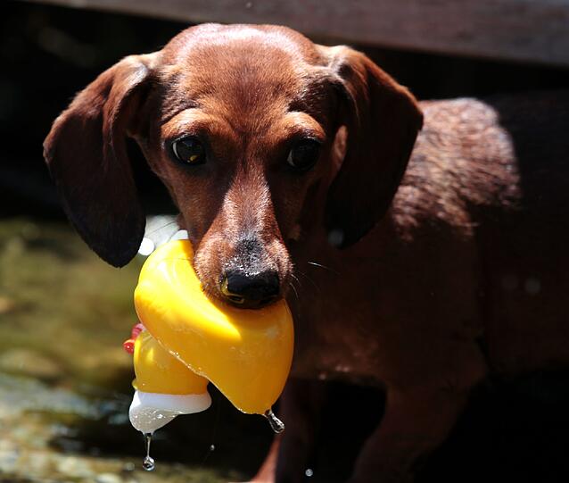 Es gehört für einen Münchner schon zum guten Ton, einmal mit einem Hund im E-Garten Gassi gewesen zu sein. Der Dackelverein München feierte heuer in Riem seine erste "Dackelparty". Es gehört für einen Münchner schon zum guten Ton, einmal mit einem Hund im E-Garten Gassi gewesen zu sein. Der Dackelverein München feierte heuer in Riem seine erste "Dackelparty".