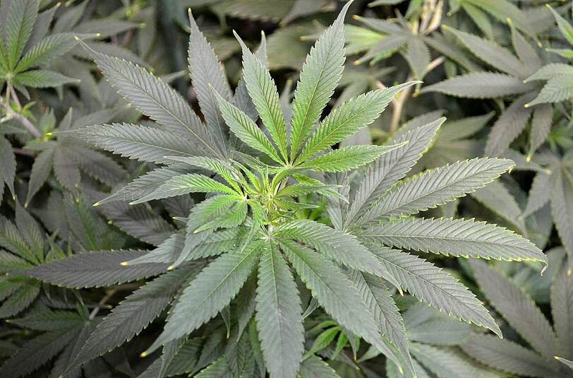 Cannabis bekommen schwerkranke Schmerzpatienten ohne therapeutische Alternative. Einen entsprechenden Gesetzentwurf hatte das Bundeskabinett nach jahrelangen Diskussionen im Mai auf den Weg gebracht. Foto: Valerie Hamilton/Symbolbild
