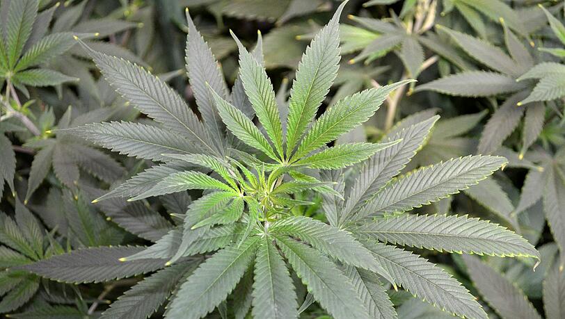 Cannabis bekommen schwerkranke Schmerzpatienten ohne therapeutische Alternative. Einen entsprechenden Gesetzentwurf hatte das Bundeskabinett nach jahrelangen Diskussionen im Mai auf den Weg gebracht. Foto: Valerie Hamilton/Symbolbild Cannabis bekommen schwerkranke Schmerzpatienten ohne therapeutische Alternative. Einen entsprechenden Gesetzentwurf hatte das Bundeskabinett nach jahrelangen Diskussionen im Mai auf den Weg gebracht. Foto: Valerie Hamilton/Symbolbild