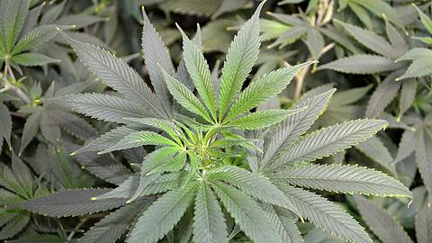 Cannabis bekommen schwerkranke Schmerzpatienten ohne therapeutische Alternative. Einen entsprechenden Gesetzentwurf hatte das Bundeskabinett nach jahrelangen Diskussionen im Mai auf den Weg gebracht. Foto: Valerie Hamilton/Symbolbild