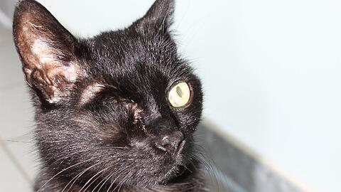 Kater Kater kam im März 2015 in einem sehr bedenklichen Allgemeinzustand in s Heim. Er war stark abgemagert, hatte stumpfes Fell und eingewachsene Krallen. Da sein rechtes Auge tumorös war, musste es ihm entfernt werden. 

Der anhängliche und verschmuste Zeitgenosse wurde etwa im Jahr 2000 geboren. Er ist mit anderen Katzen unverträglich, dafür aber sehr freundlich zu Menschen. Ein Haushalt ohne Kleinkinder und weitere Tiere würde er sicherlich bevorzugen.