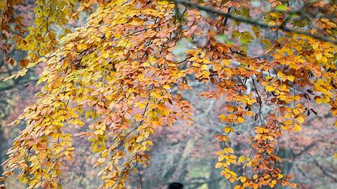 Eine Person geht an herbstlich verfärbten Bäumen entlang. Foto: Frank Rumpenhorst/dpa/Symbolbild