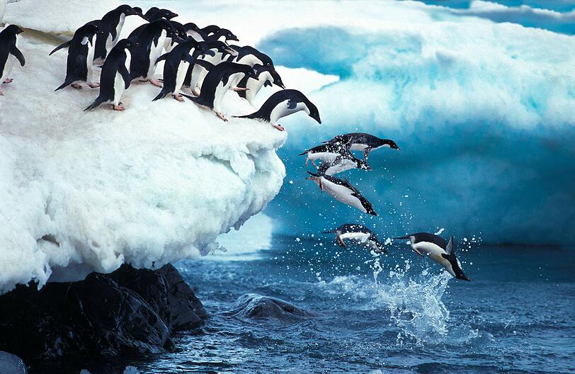 Wer Glück hat, sieht Pinguine in ihrer natürlichen Umgebung.