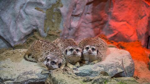 Erdmännchen Isido, Fela und Falouk im neuen Winterhaus.