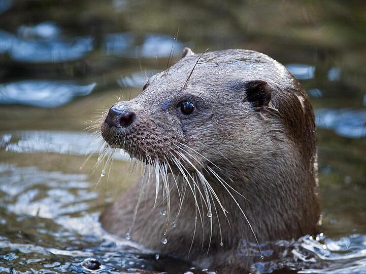 Ein Fischotter (Lutra lutra) schwimmt im Wasser. Foto: Patrick Pleul/dpa-Zentralbild/dpa/Symbolbild