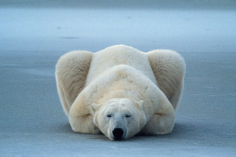 Ein friedlich schlafender Riese: Männliche Eisbären können über drei Meter lang werden. Foto: Norbert Rosig