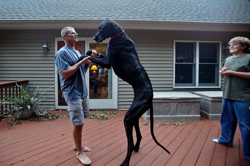 Weitere Bilder Von "Zeus", dem bisher größten Hund der Welt!