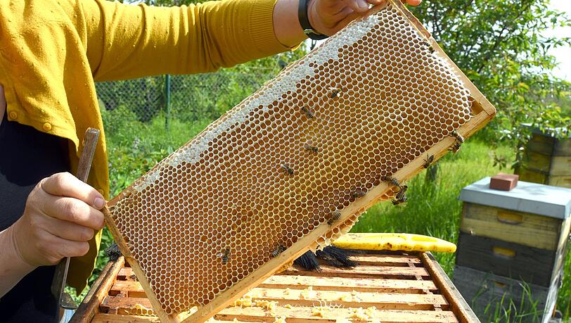 Eine Imkerin bei der Arbeit - in der Wabe dürfte jede Menge Honig sein.