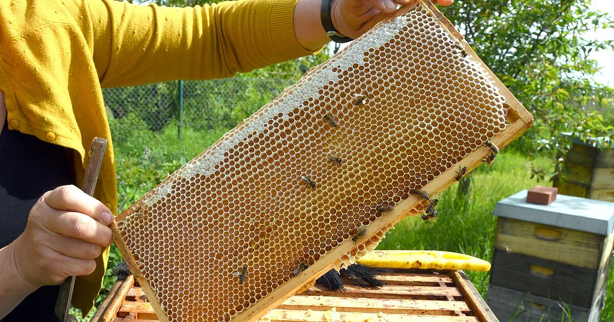 Bayerische-Imker-ernten-deutlich-weniger