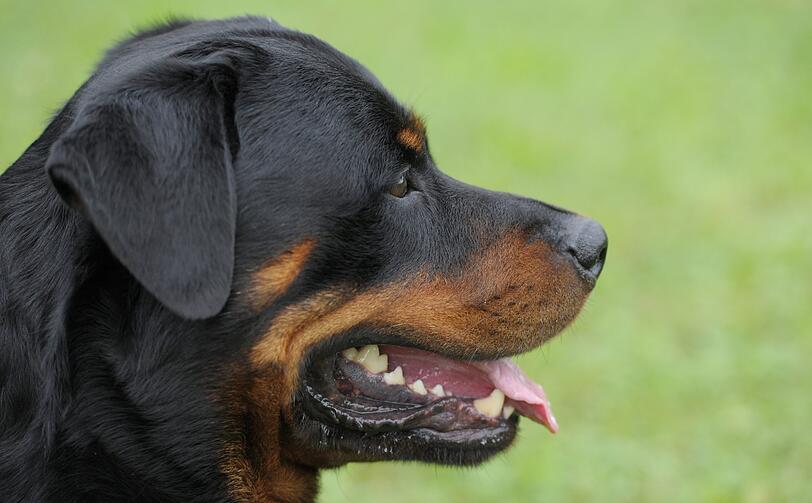 Ein Rottweiler wie dieser hier hat den Bubden angefallen.