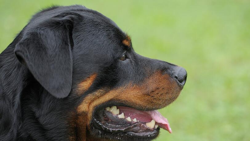 Ein Rottweiler wie dieser hier hat den Bubden angefallen. Ein Rottweiler wie dieser hier hat den Bubden angefallen.