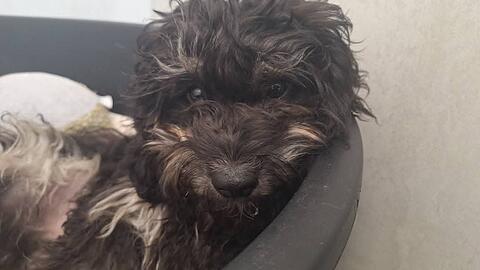 Das Tierheim hat den Hund Teddy genannt.