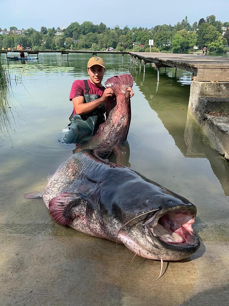 2,5 Meter lang Riesenfang in bayerischem Pilsensee Abendzeitung München