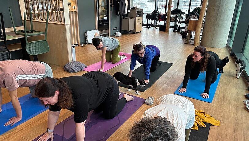 Mehr Katze beim Yoga geht nicht: Die Teilnehmer der Yogastunde sind wie Katzen auf allen vieren – und werden von den Fellnasen währenddessen auch noch umstreift. Mehr Katze beim Yoga geht nicht: Die Teilnehmer der Yogastunde sind wie Katzen auf allen vieren – und werden von den Fellnasen währenddessen auch noch umstreift.