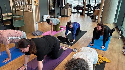 Mehr Katze beim Yoga geht nicht: Die Teilnehmer der Yogastunde sind wie Katzen auf allen vieren &ndash; und werden von den Fellnasen w&auml;hrenddessen auch noch umstreift.